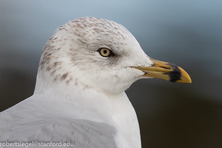 palo alto baylands